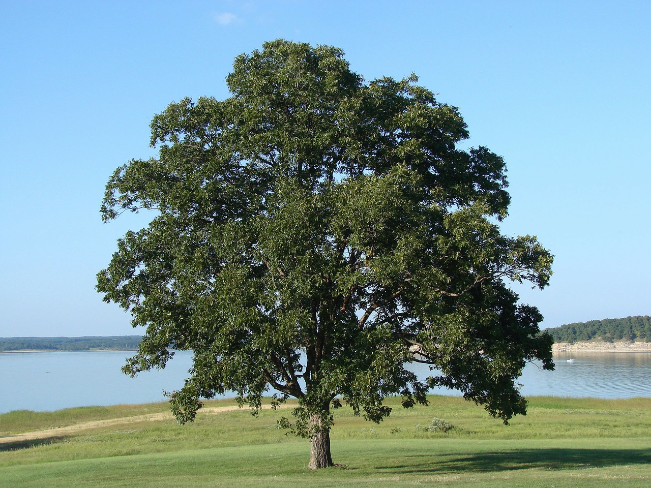 Oak Tree